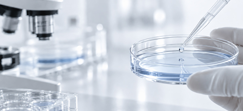 Stem Cell Culture